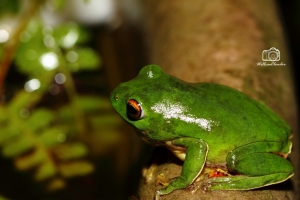 生態隨拍-31&nbsp;&nbsp;莫氏樹蛙