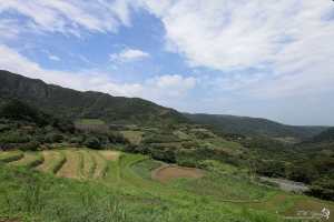 新北 石門梯田