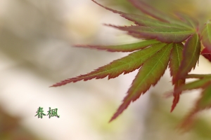 春楓 --- Howado