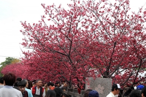 泰安派出所 櫻花