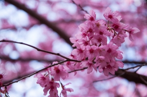 武陵粉紅佳人2013