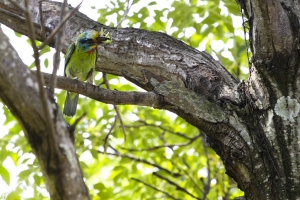 公園的幾種鳥類