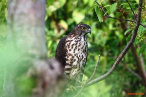 鳳頭蒼鷹