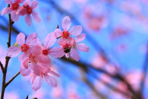 花花草草 BY 凱爺