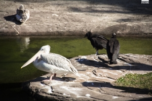::: Orlando Birds 奧蘭多打鳥記+科學小飛俠 by DV :::