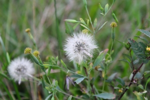 荒野的一朵小花~