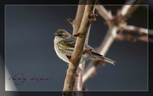 EF 400mm F5.6 鳥12