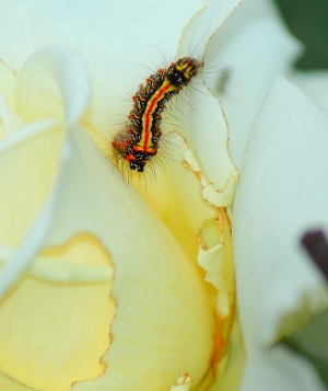 生態小品102.03.23-bevis