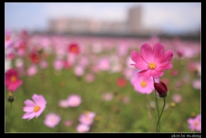 2008.03.07二重疏洪道波斯菊(II)