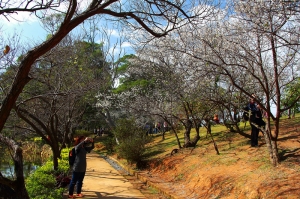 梅來眼去之角板山