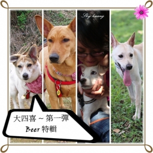 家中的狗寶貝