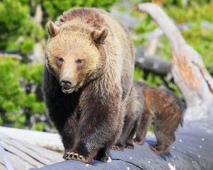 Grizzly Bear (棕熊)