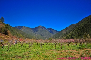 五天後，又再度上武陵(2/15)