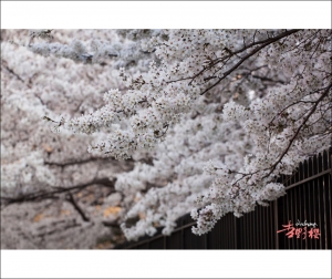 ::: Yoshino Cherry 紐約染井吉野櫻 by DV :::