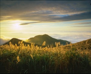 大屯山芒花 by Linholf Super techinica 4x5 & Pentax 67 II