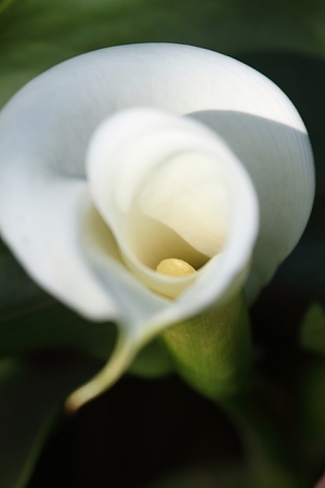 謎の花... By SBM