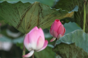 蓮花-CANON EF 300mm F4 L IS USM