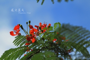 藍天 驪歌 火鳳凰