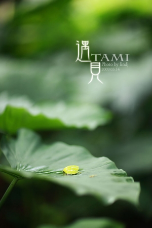 遇見-小兔(TAMI)