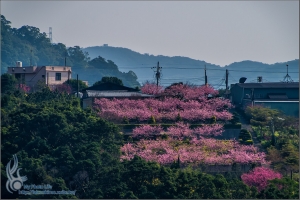 平菁街42巷．櫻花