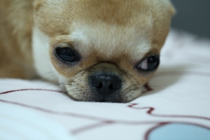 誤入花叢小徑的貓頭