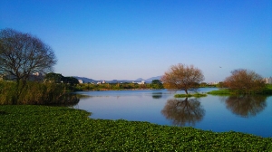 四汴頭濕地