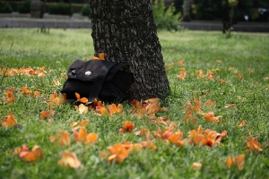 木棉花。 … by DW