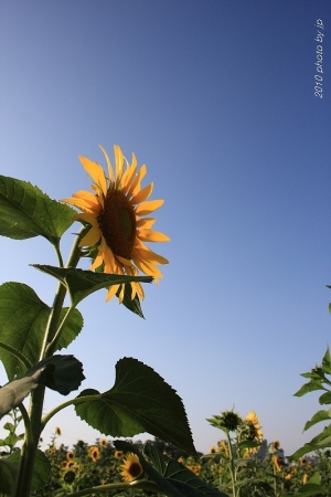 生產路 向日葵