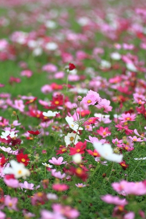 初次定焦 - 竹北花海 50 1.8 + T90 Macro