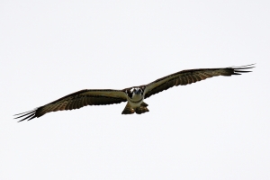 獵殺LOSS的魚鷹.