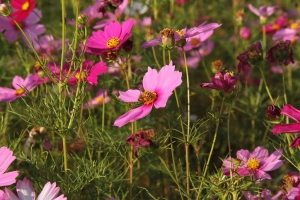 寶山 波斯菊花海