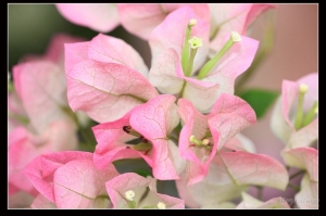 花花草草