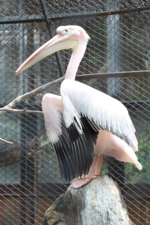 新竹動物園
