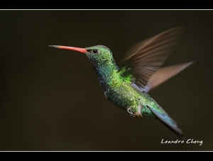 蜂鳥集 (2010-01) - Leandro