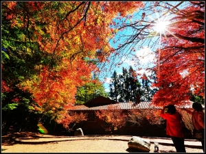 福壽山的秋天之美