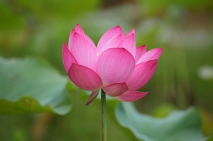 2012蓮花季