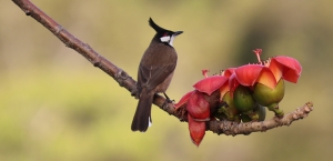 鳥攝第一擊 06-03-2026