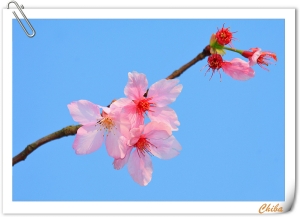 2009陽明山花季