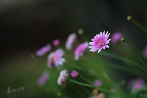 午後隨拍 --- Howado