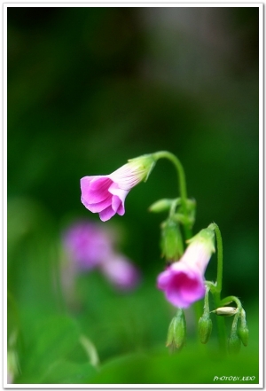 ★ ∴°.∴°.花 ∴°.∴°.★