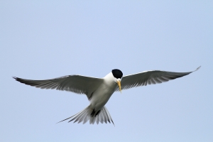 456打鳥記 - 鳳頭燕鷗