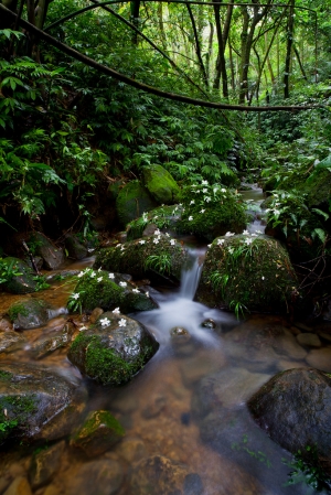 小粗坑沒啥油桐