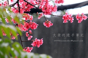 等不到櫻花雨,就在櫻花裡淋雨吧。