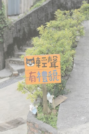 新手 拍貓