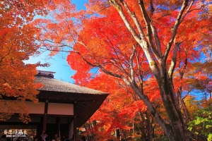 【攝影旅行精選】秋天漫步秘境楓情‧嚴選紅葉絕景