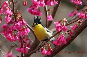 野鳥攝影紀錄