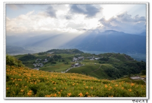 六十石山..金針花