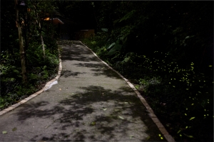 月夜流螢