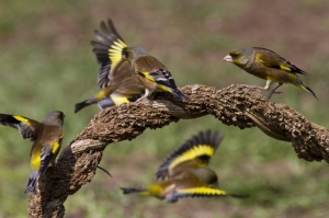 金趐雀--武林爭霸戰