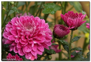 100macro 菊花展試拍~